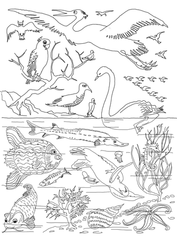 5th Day of Creation  Coloring page