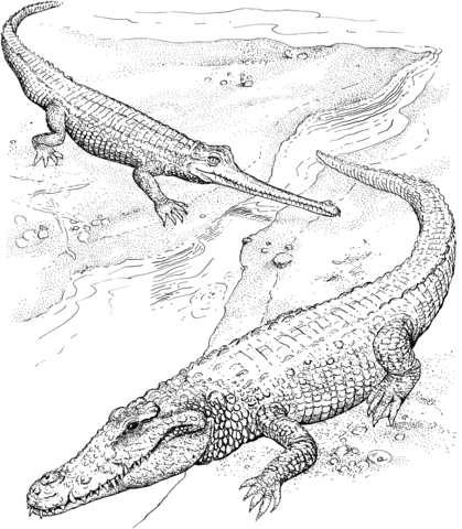 American Crocodile and Indian Gharial Coloring page