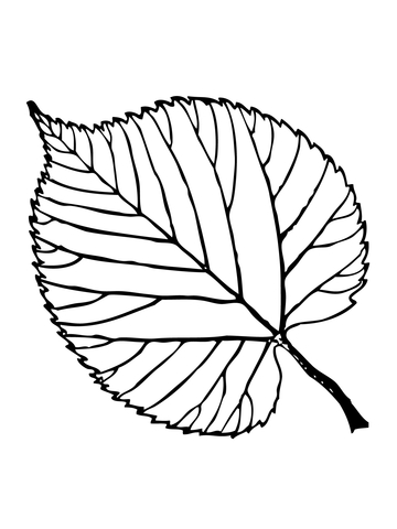 Basswood Leaf Coloring page