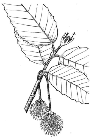 Beech Flowering Branchlet Coloring page