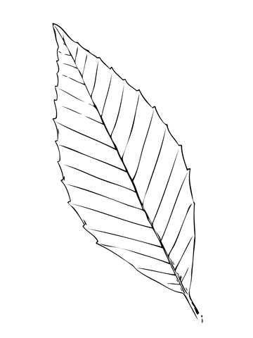 Beech Tree Leaf Coloring page