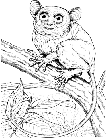 Big Eyed Monkey Coloring page