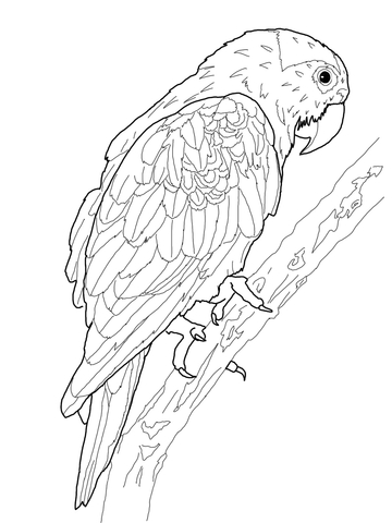 Blue Crowned Green Parrot Coloring page