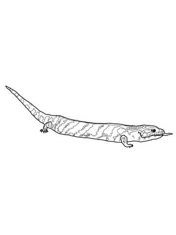 Blue Tongued Skink Lizard Coloring page
