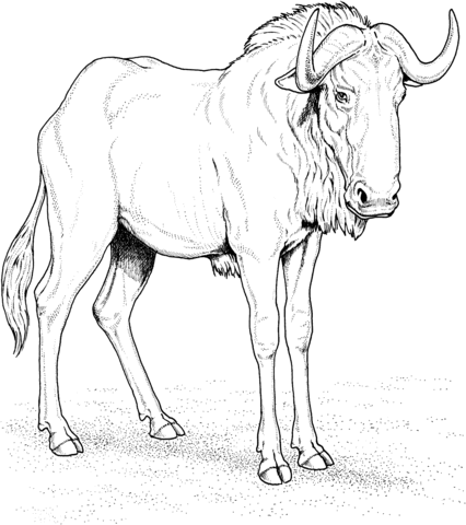 Blue Wildebeest (Gnu) Coloring page