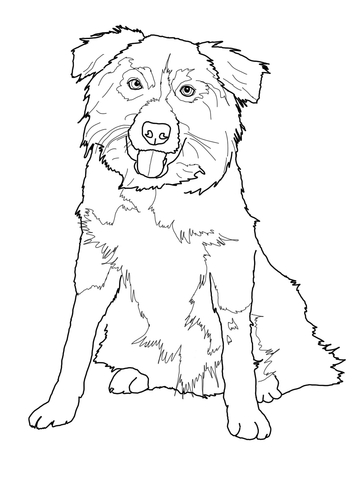 Border Collie Coloring page