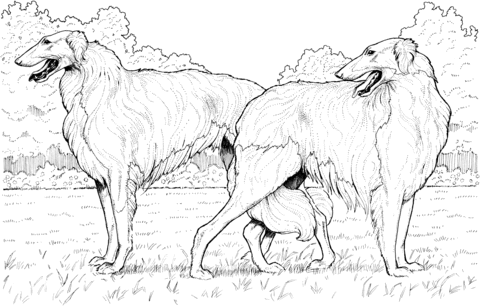 Borzoi Russian Wolfhound Coloring page
