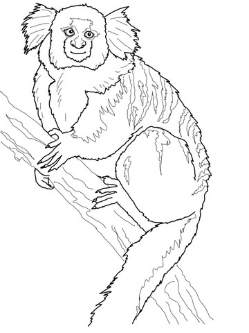 Buffy Tufted Ear Marmoset Coloring page