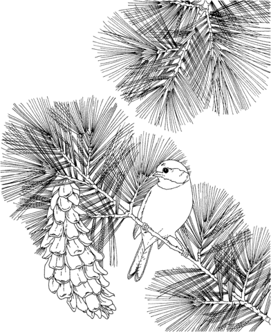 Chickadee and White Pine Cone Maine state bird and flower Coloring page