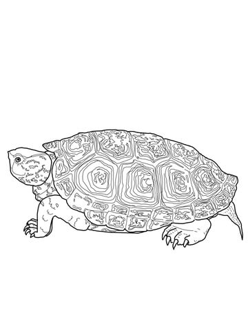 Diamondback Terrapin Coloring page