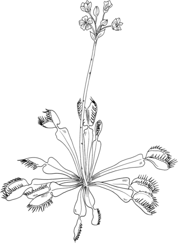 Dionaea Muscipula Venus Flytrap Coloring page