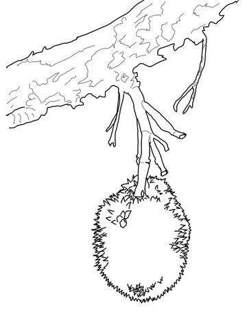 Durian on Tree Coloring page