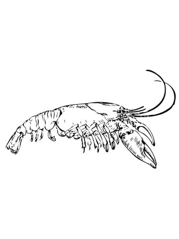 Eastern Crayfish Coloring page