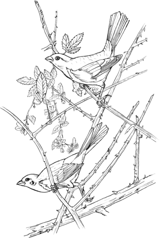 Eastern Towhee Coloring page