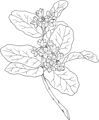 Epigaea Repens or Mayflower or Trailing Arbutus Coloring page