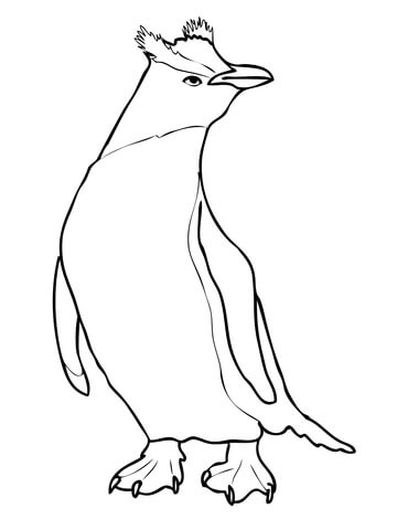Erect Crested Penguin Coloring page