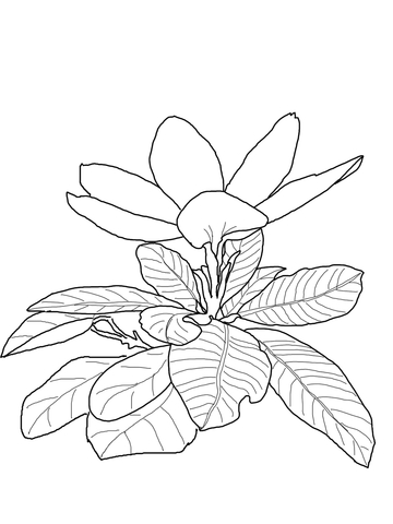 Gardenia Scabrella Coloring page