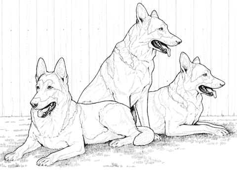 German Shepherd Dogs Coloring page