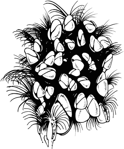 Goose Barnacles Coloring page