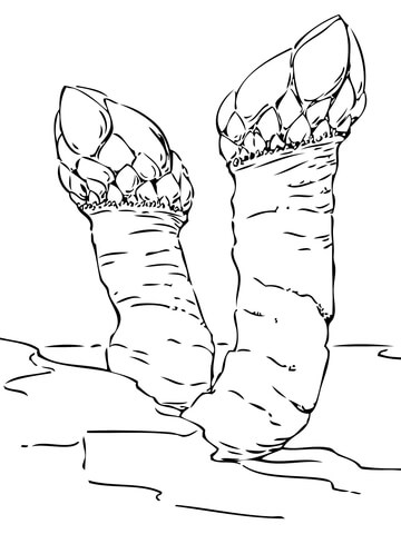 Gooseneck Barnacles Coloring page