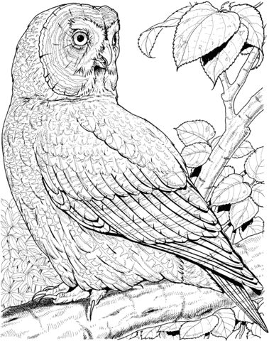 Great Grey Owl Coloring page
