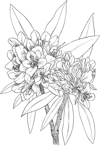 Great Laurel or Wild Rhododendron or Rosebay Hododendron or White Laurel Coloring page