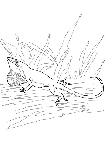 Green Anole Coloring page