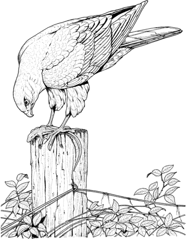 Hawk Catches and Eats Lizard Coloring page