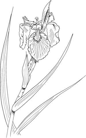 Iris Pseudacorus or Yellow Flag Iris Coloring page