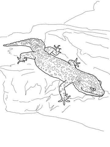 Leopard Gecko Coloring page