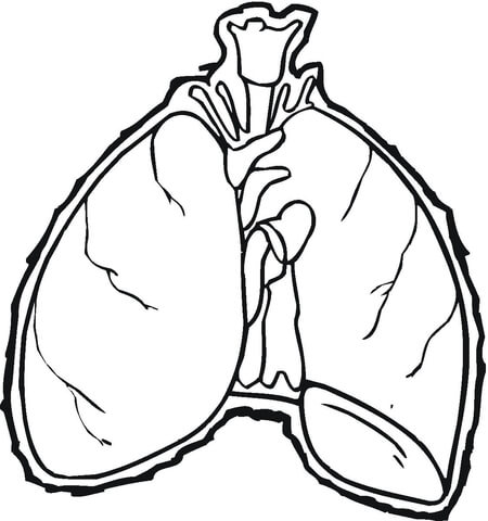 Lungs  Coloring page