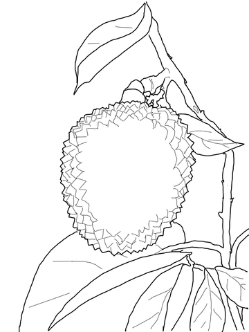 Lychee Coloring page