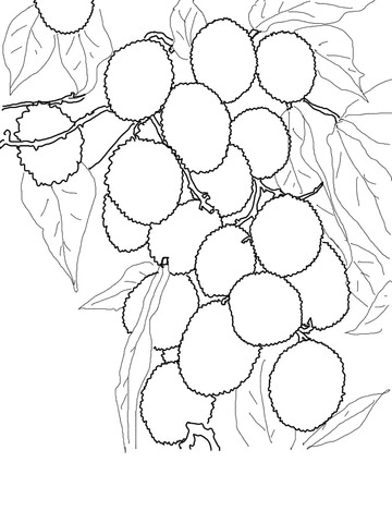 Lychees on Tree Coloring page