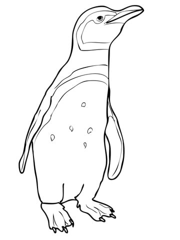 Magellanic Penguin Coloring page