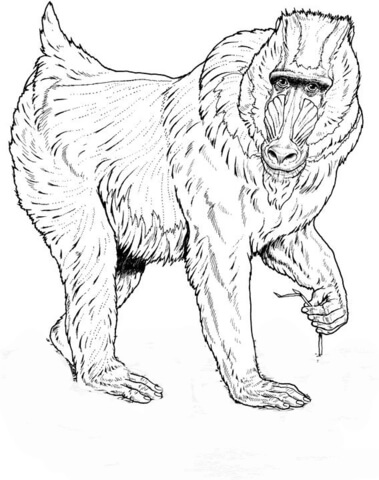 Mandrill  Coloring page