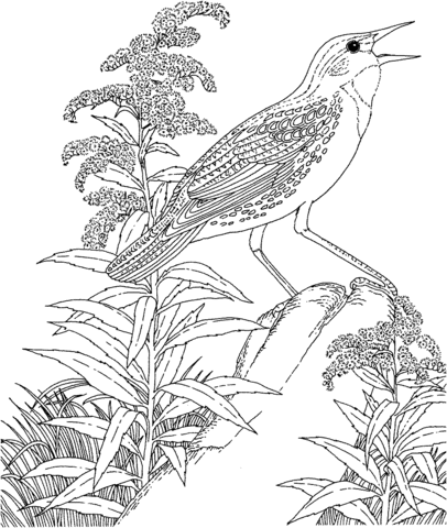 Meadowlark and Goldenrod Nebraska State Bird and Flower Coloring page