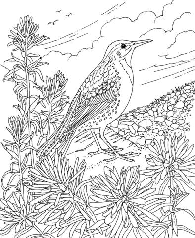 Meadowlark and Indian Paintbrush Wyoming State Bird and Flower Coloring page