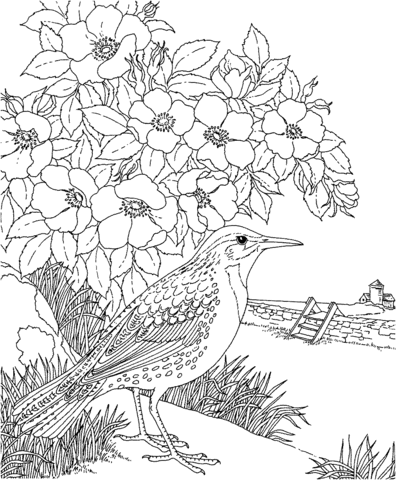 Meadowlark and Prairie Rose Dakota State Bird and Flower Coloring page