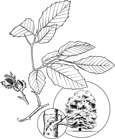 North American Beech Coloring page