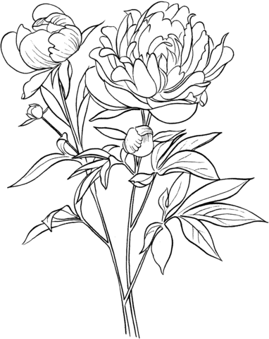 Paeonia Officinalis or European Common Peony Coloring page