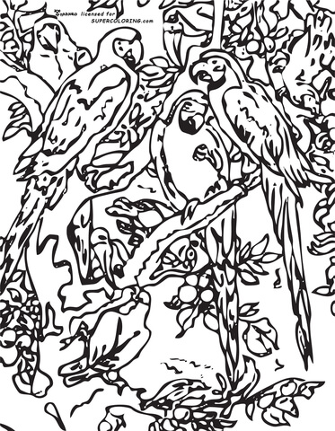 Parrots By Frans Snyders  Coloring page
