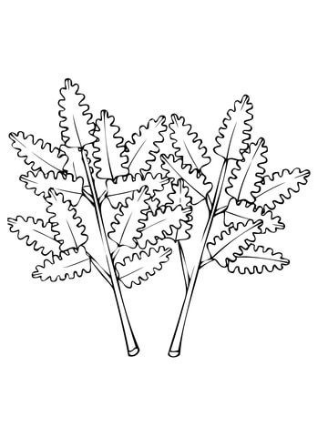 Parsley Leaves Coloring page