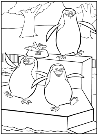 Penguins  Coloring page
