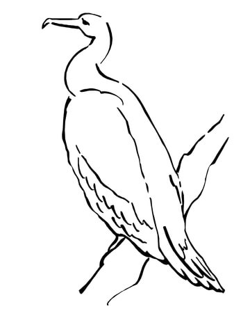 Phalacrocoracidae or Cormorant Coloring page