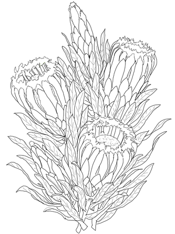 Protea Neriifolia or Oleanderleaf Protea Coloring page