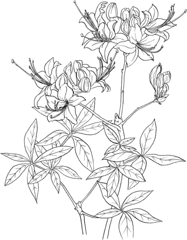 Rhododendron Calendulaceum or Flame Azalea Coloring page