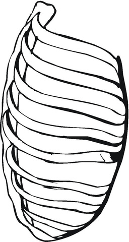 Ribs  Coloring page