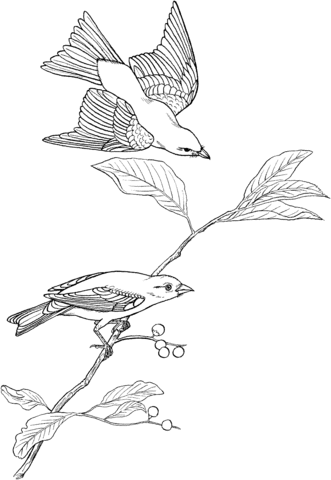 Scarlet Tanager Coloring page