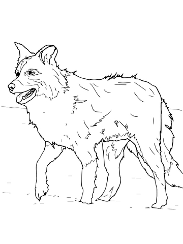 Scotch Sheep Dog or Border Collie Coloring page
