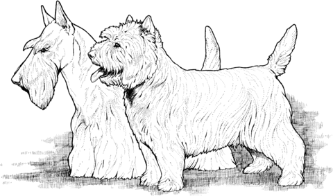 Scottish and West Highland Terriers Coloring page